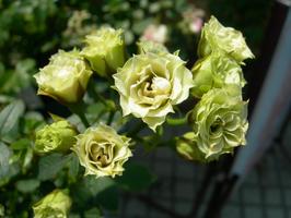 グリーンダイヤモンド