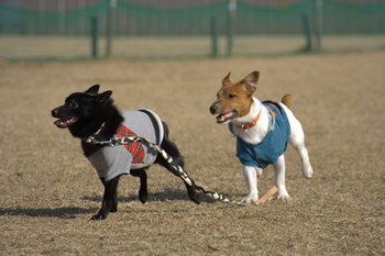 こちらは同僚さんの作品