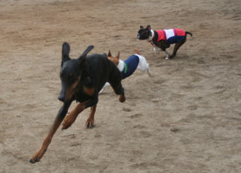 小型犬が追いつめる