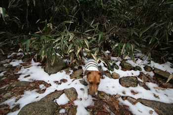 雪