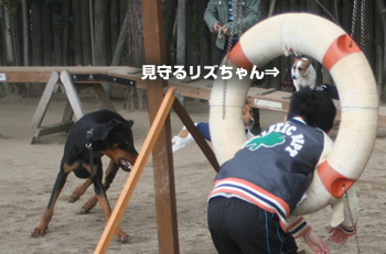 見守るリズちゃん