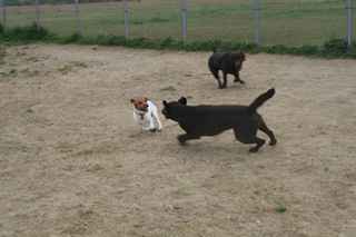 本調子じゃありません。