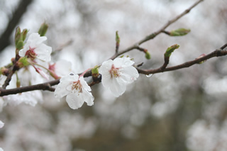 ちょびっと花見