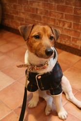 早くドッグランに連れて行ってくれ