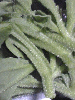 iceplant3