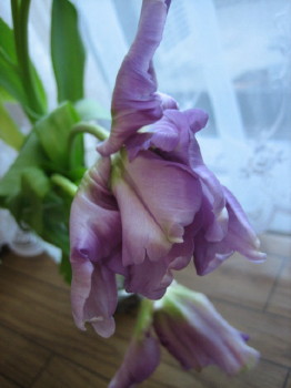 IMG_2341_1.JPG