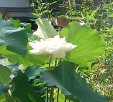 白い蓮