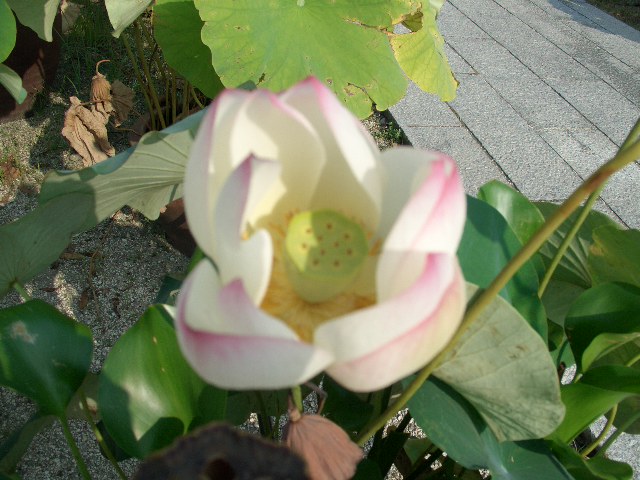 ほのかなピンク蓮