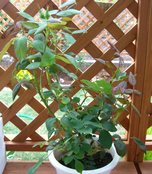 ブラックティー