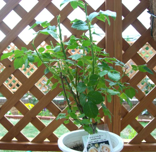 チャイコフスキー