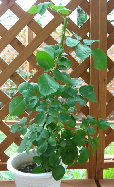 アンドレ ル ノートル