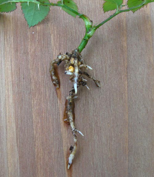 挿し木ミニバラ