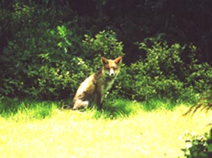 fox 1.jpg