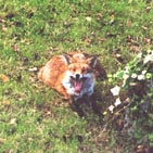 fox 4.jpg