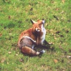fox 3.jpg