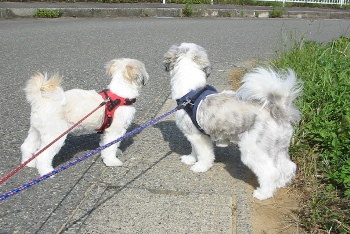 寅とドテチン何見てるの