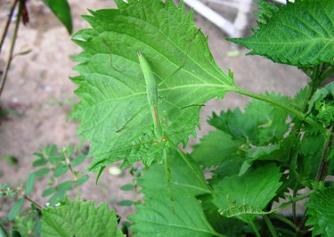 カマキリの子ども３