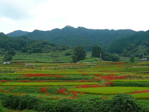 コピー ～ P1050147.JPG