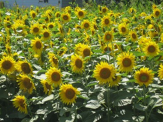 コピー ～ 0814 013.jpg