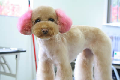 ココアちゃん♪