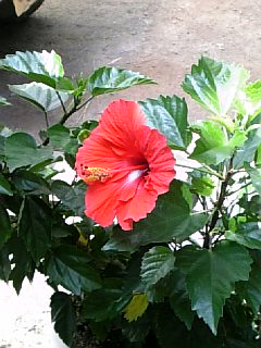 ハイビスカス.jpg
