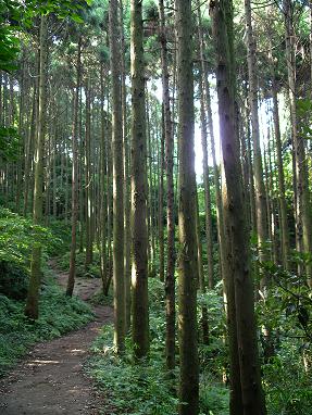鎌倉天園ハイキングコース