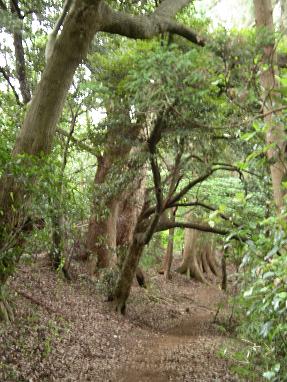 鎌倉天園ハイキングコース