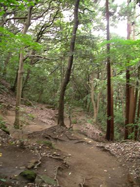 鎌倉天園ハイキングコース