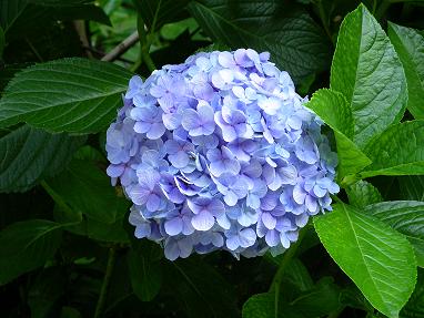８月、神奈川県逗子市披露山公園入口に咲いていたあじさい