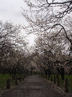 梅のトンネル.jpg