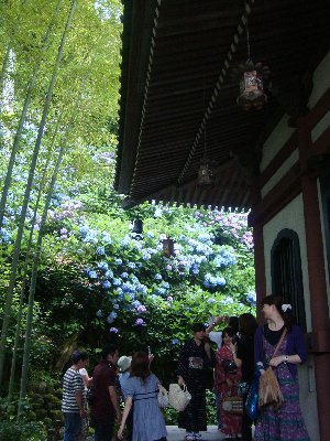 長谷寺　アジサイ.jpg