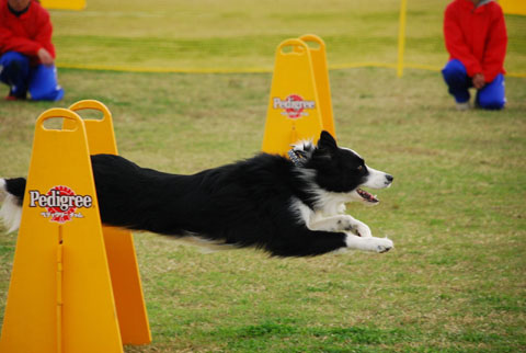 Life with border collie