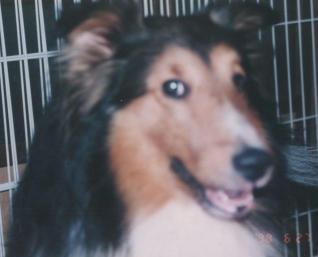 ginegao.jpg