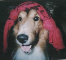 ginegao2.jpg