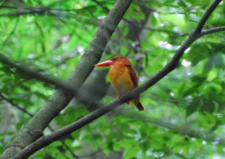 アカショウビン