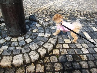 国分寺公園3.jpg