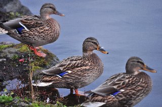 忍野八海6.jpg