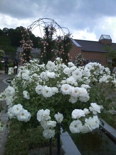 花フェスタ記念公園