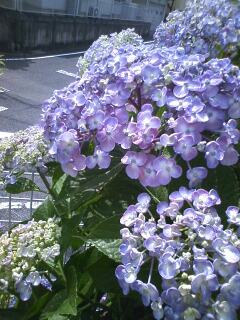 紫陽花　おたふく