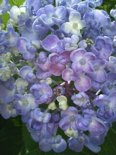 紫陽花　おたふく