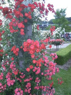 花フェスタ記念公園