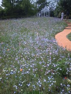 名古屋港ワイルドフラワーガーデンブルーボネット