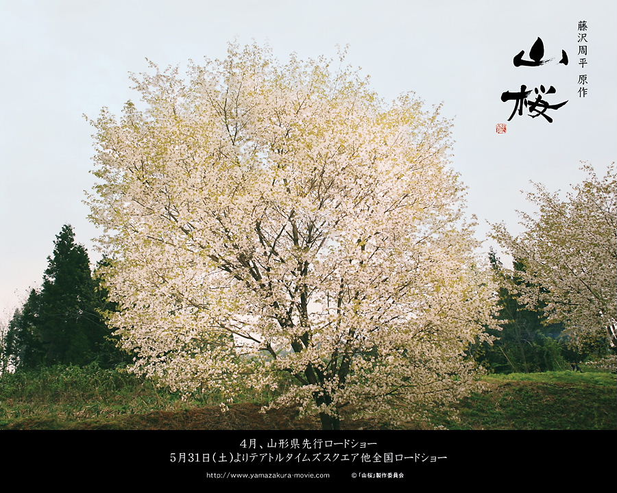 映画・山桜をDVDで観て