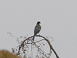 conv0363.JPG