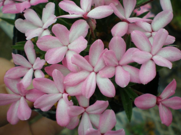 平園芸日記　　　　　　　　　　　　　　　　　　　　　　　　　　　　人と友に、花と共に、心豊かに・・・