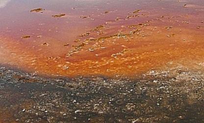 イエローストーン 37