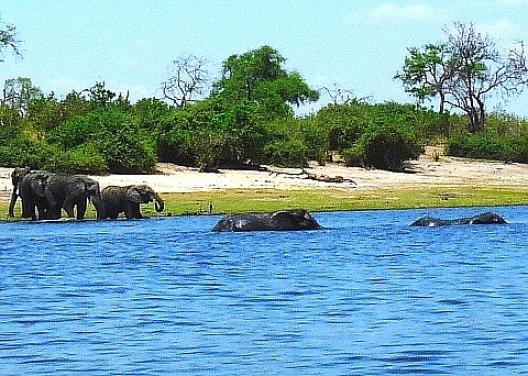 アフリカゾウの群 12
