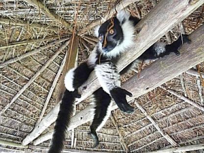 シロクロエリマキキツネザル 1