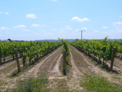 ナイアガラ・ワインの畑