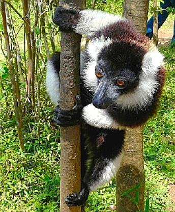 シロクロエリマキキツネザル 2